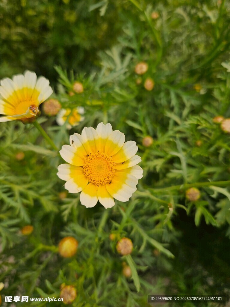 两朵小雏菊绽放绿叶间