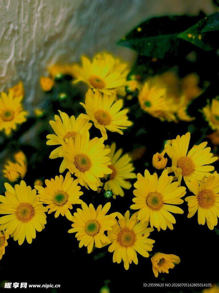 黄色小雏菊绽放