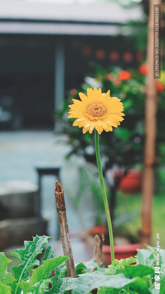 阳光下的单株小向日葵