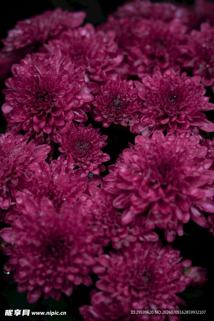 艳丽紫菊绽放
