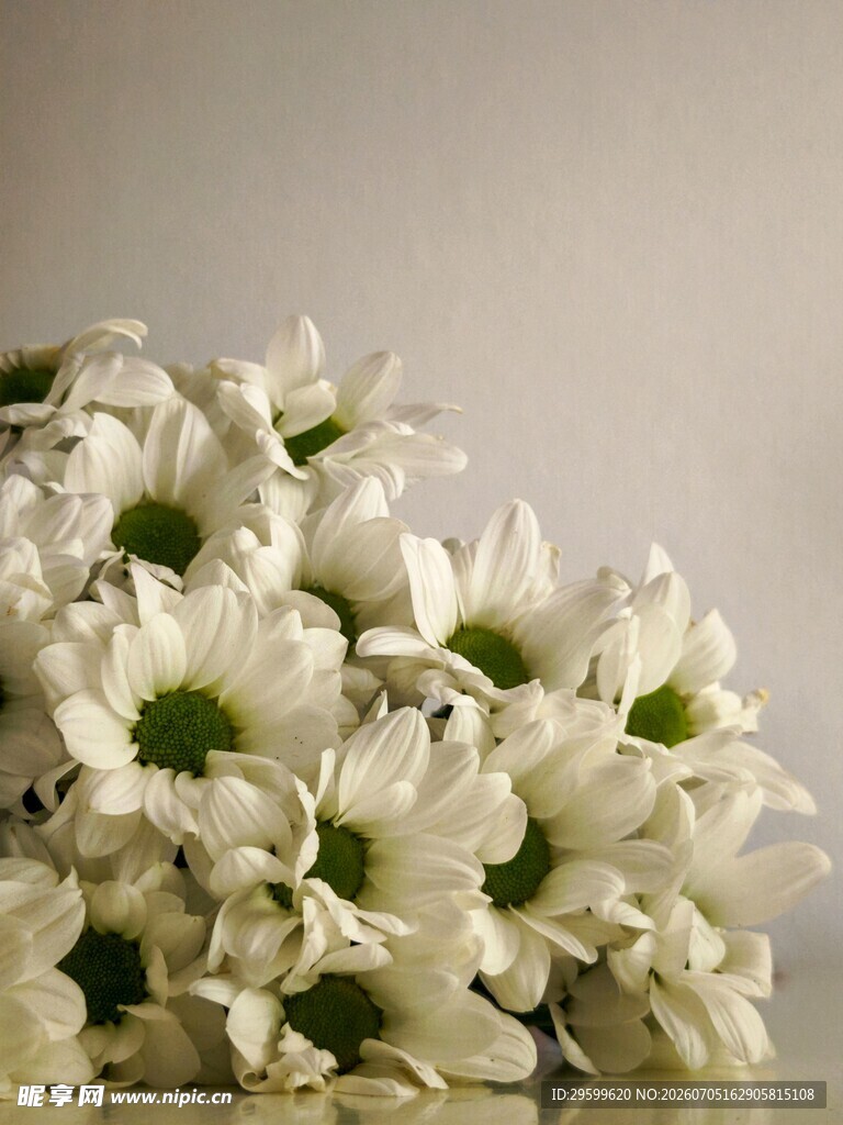 白色雏菊特写花朵一束