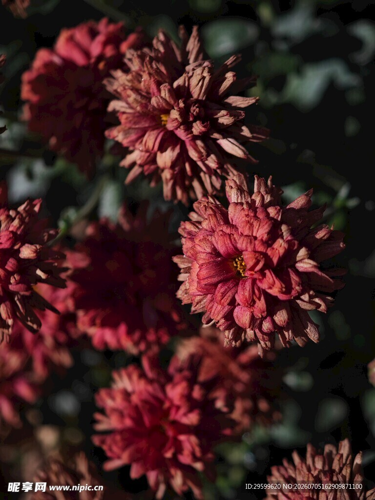 艳丽红菊花特写