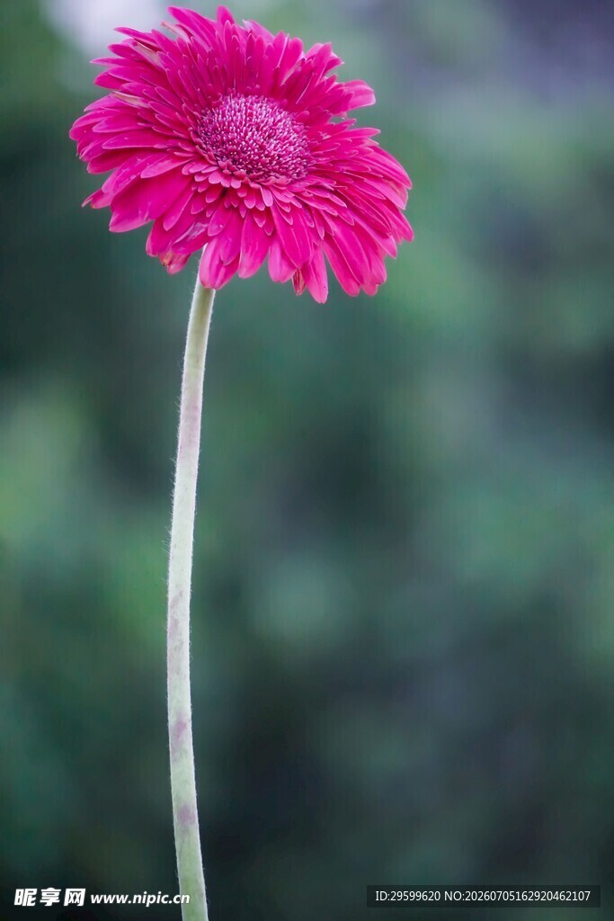 娇艳玫红非洲菊特写