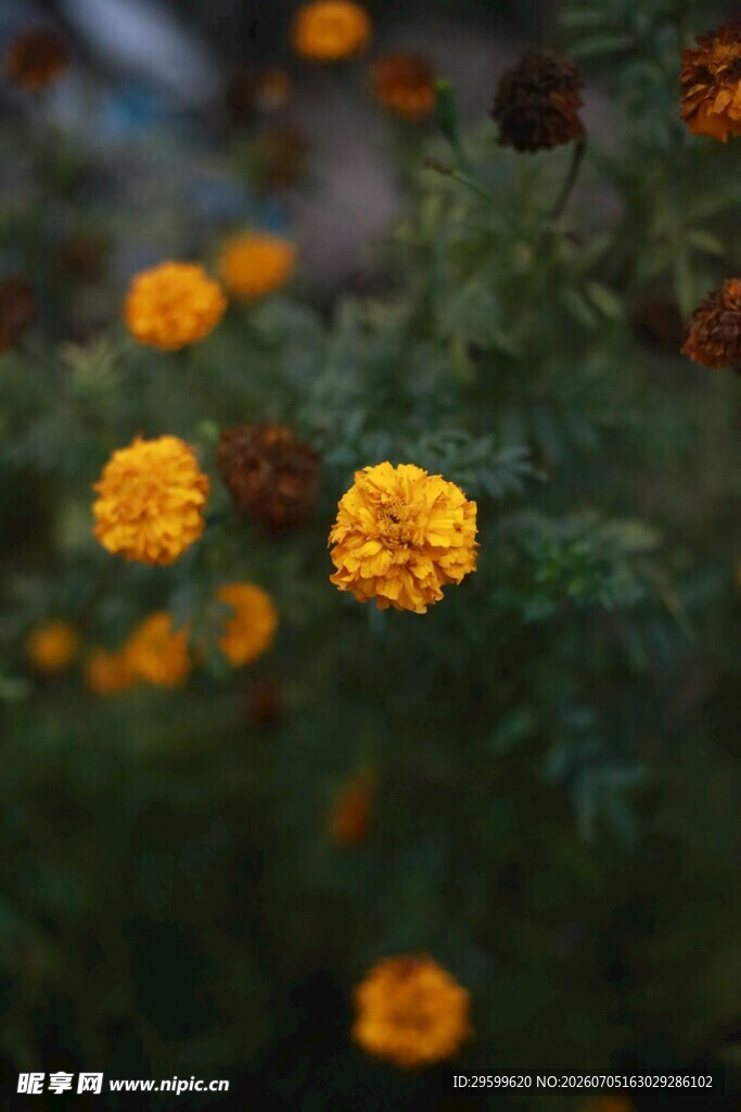 绽放的黄色万寿菊花朵