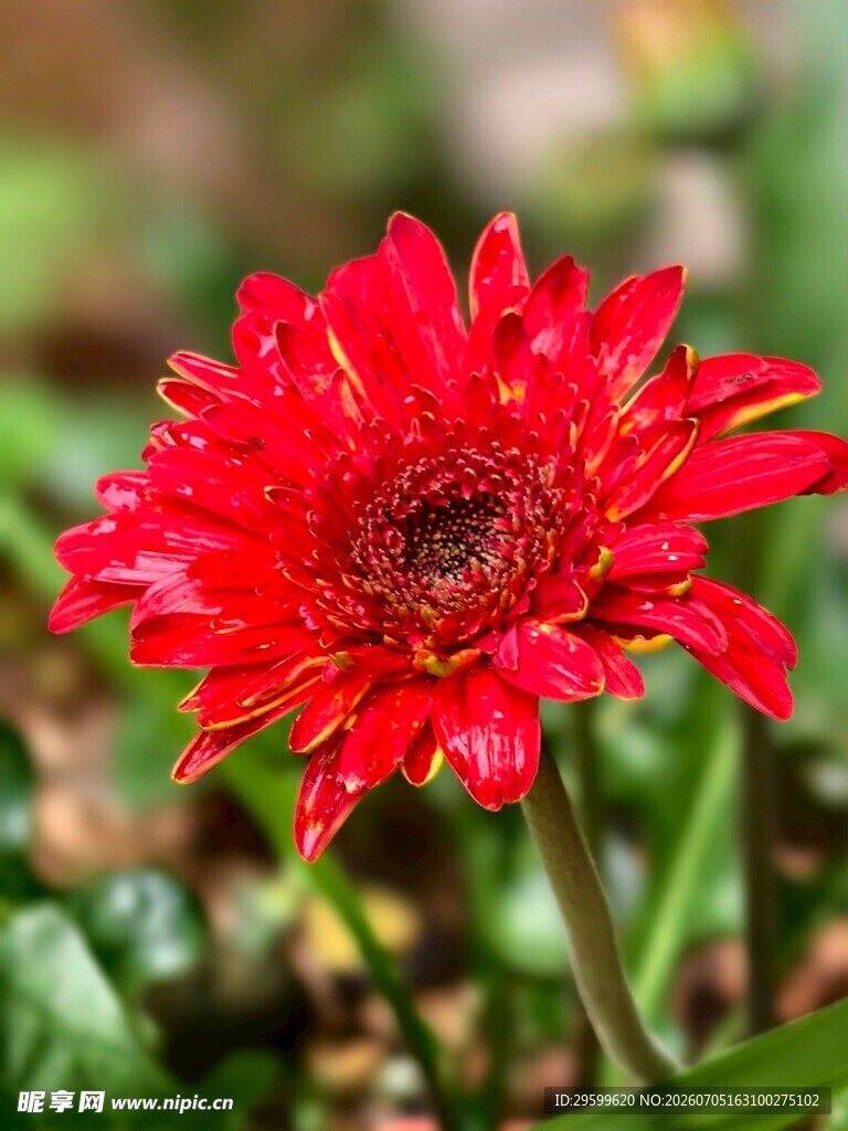 娇艳欲滴的红色非洲菊