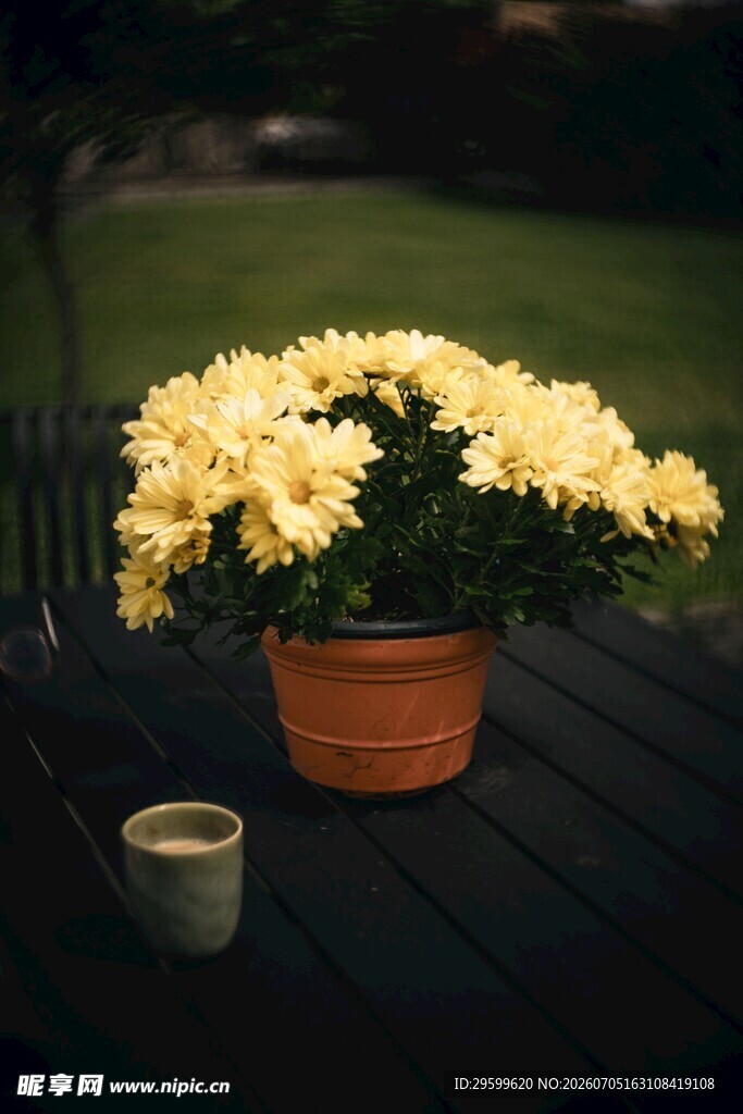 桌上菊花盆栽与小杯
