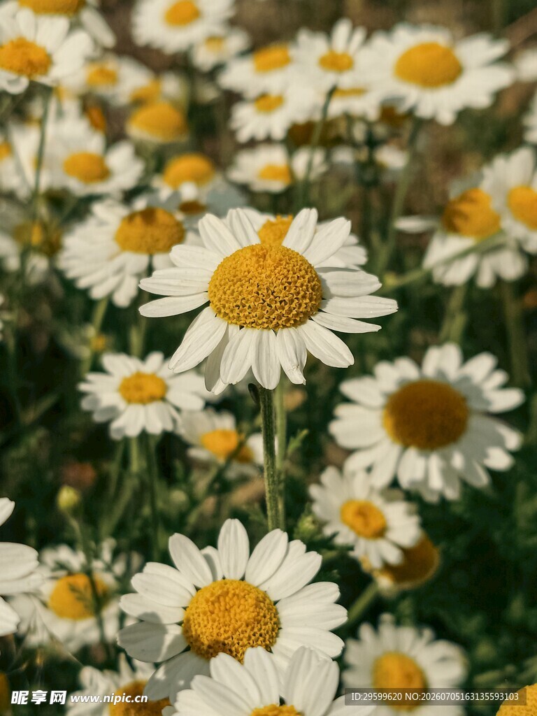 盛开的雏菊花海