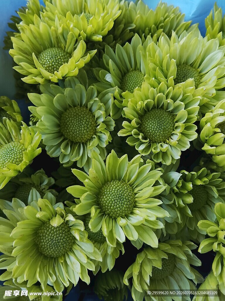 绿色向日葵特写