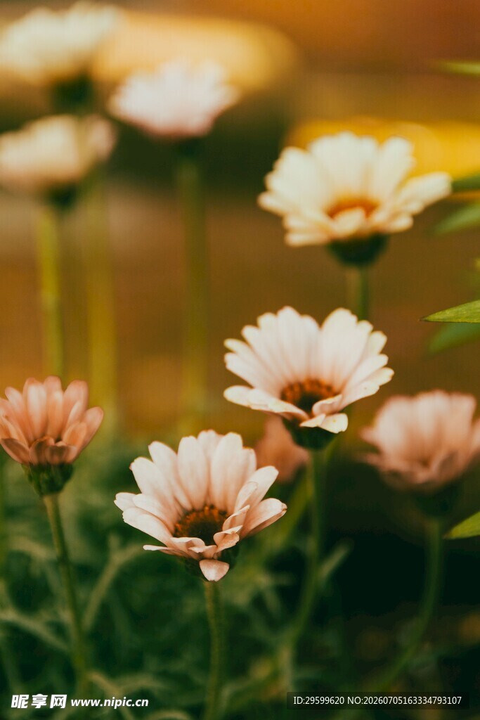 清新绽放的美丽雏菊