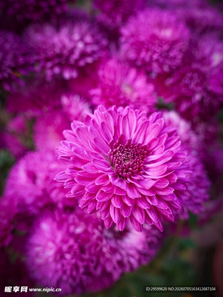 艳丽紫菊绽放