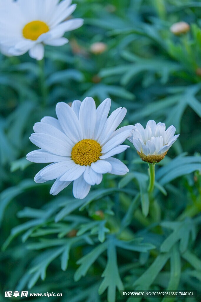 清新小白菊绽放绿意间