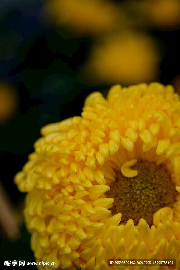 黄色菊花特写