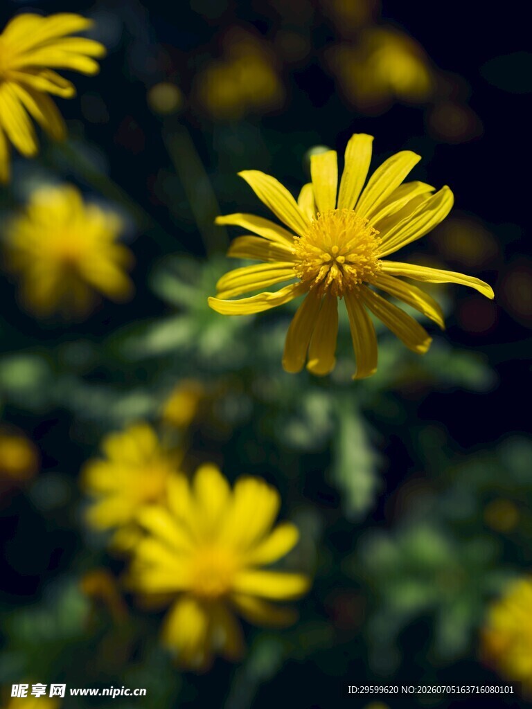 绽放的黄色小菊花