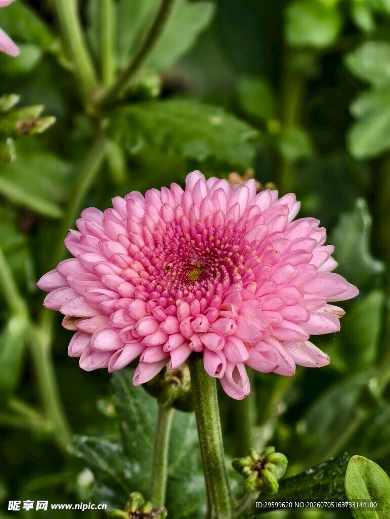 粉色雏菊绽放