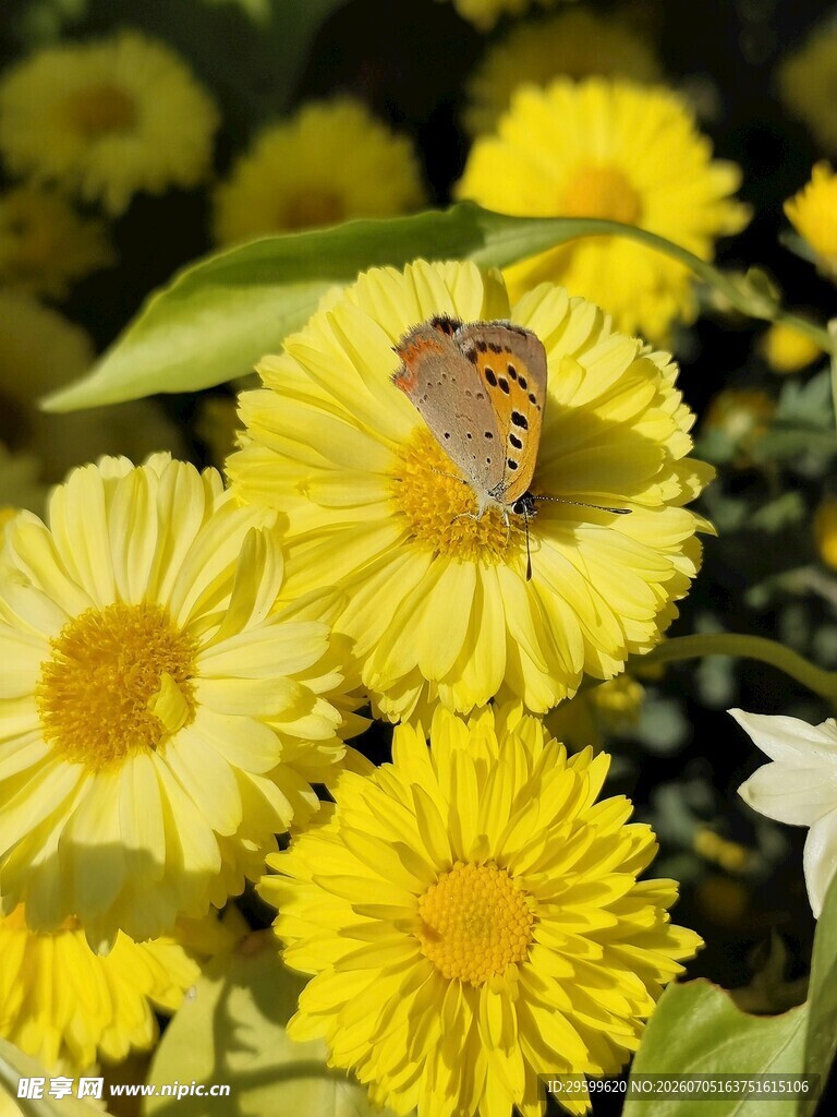 蝴蝶停驻黄色雏菊间