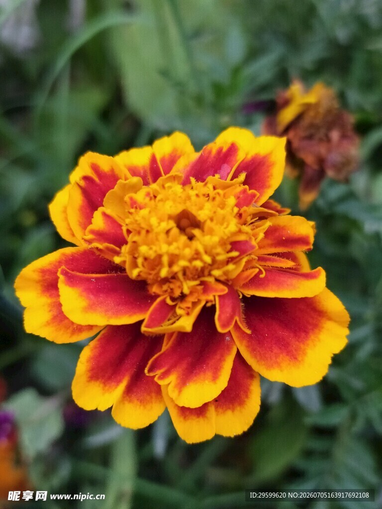 艳丽双色万寿菊绽放