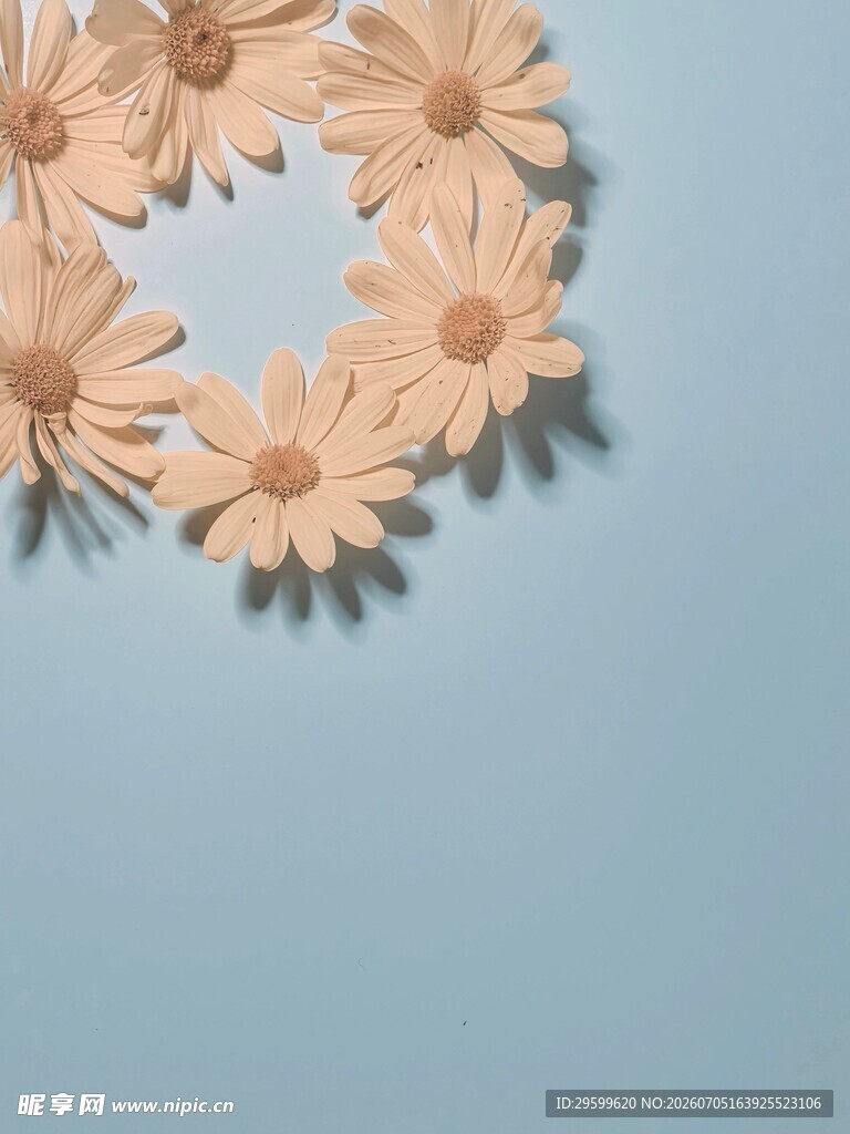 浅蓝背景上的雏菊花环