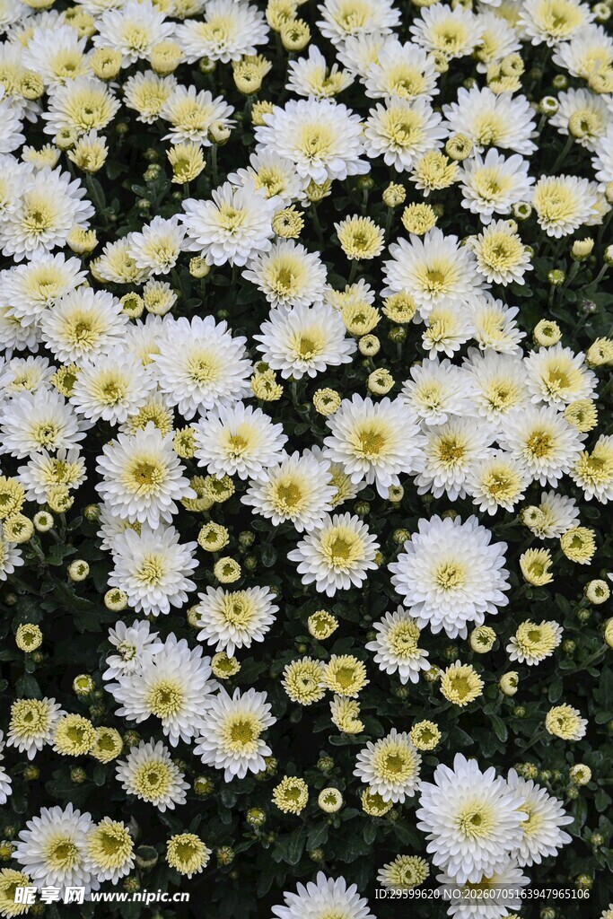 白色小雏菊密集绽放