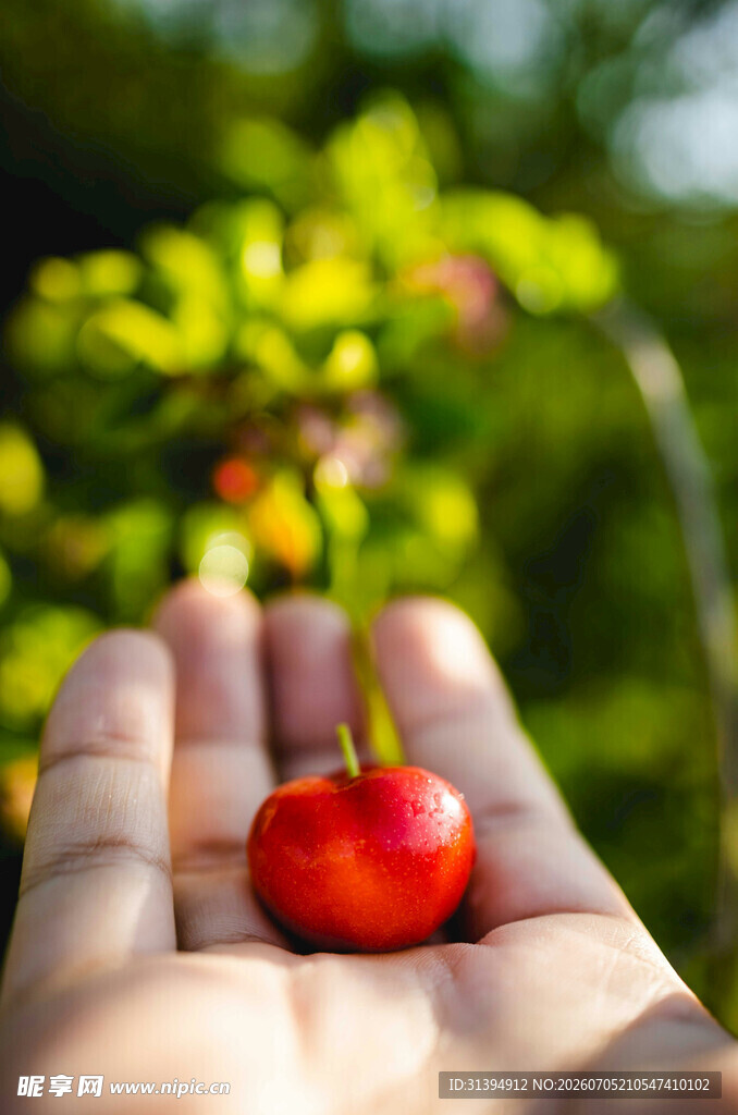 掌心托着的鲜红小果实