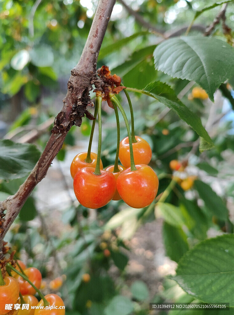 枝头红樱桃