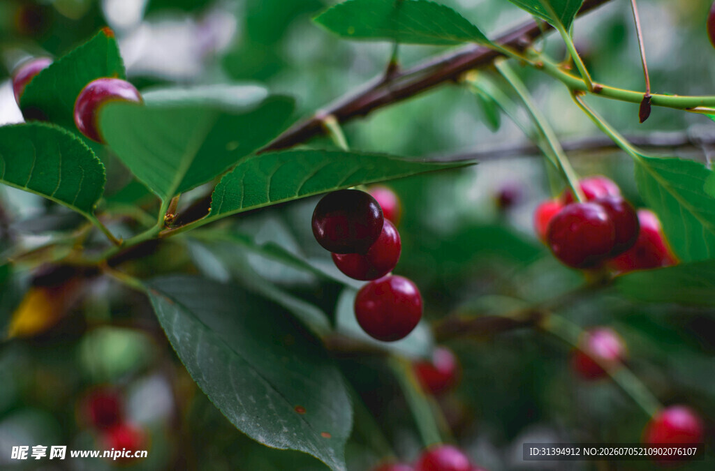 枝头红樱桃