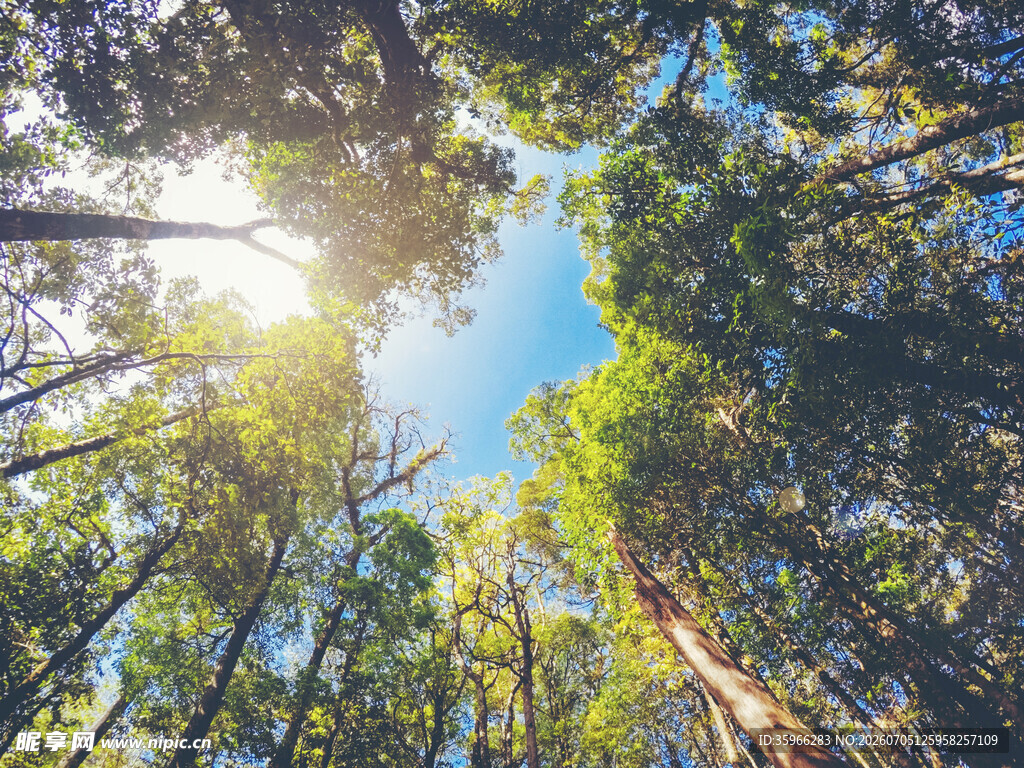 阳光洒落茂密森林景象