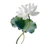 白色荷花素材