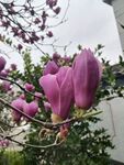 盛开的紫玉兰花