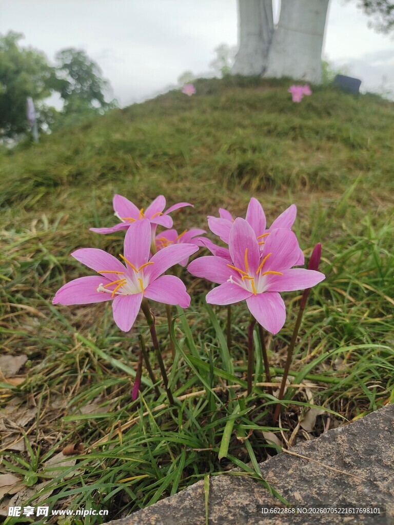 草丛中的娇艳粉色风雨兰
