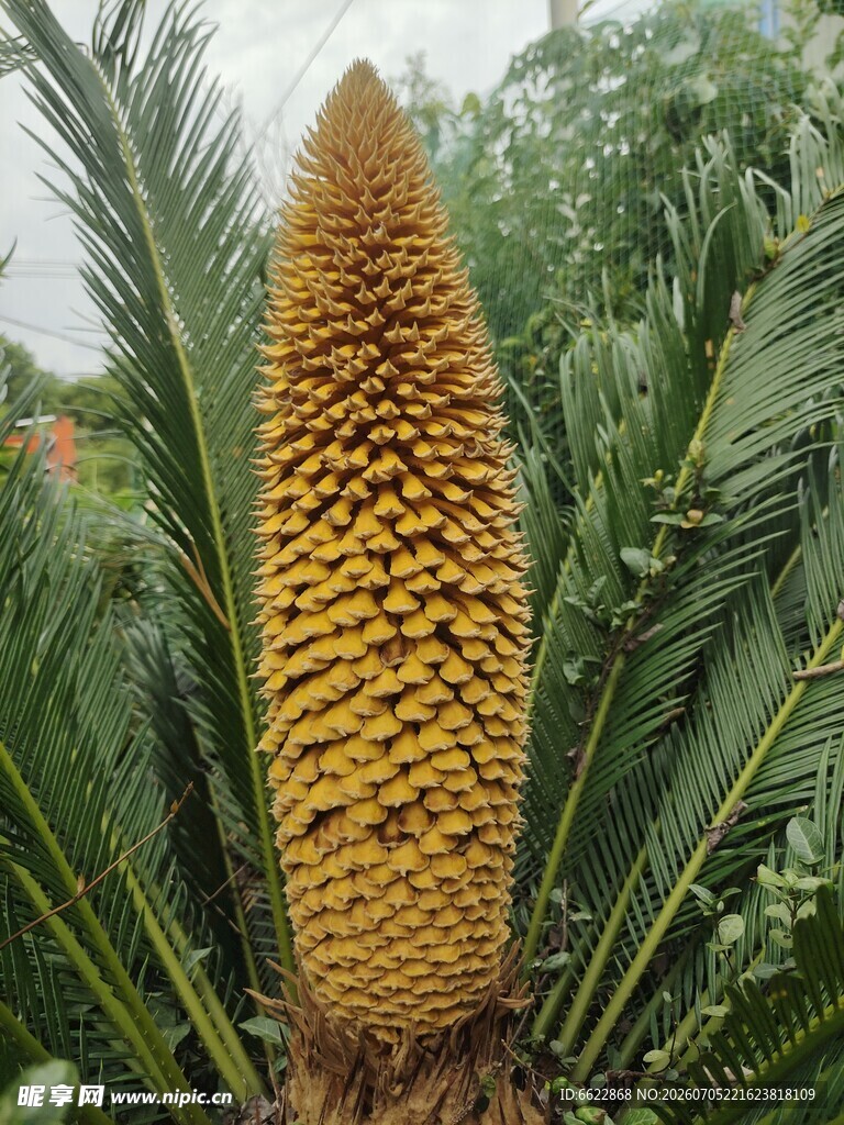 高大挺拔的铁树开花