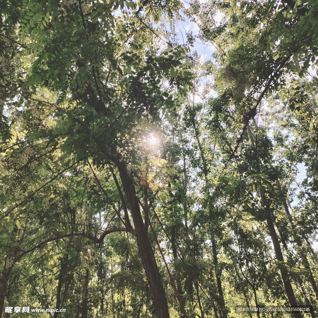 森林景