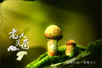 老人头菌
