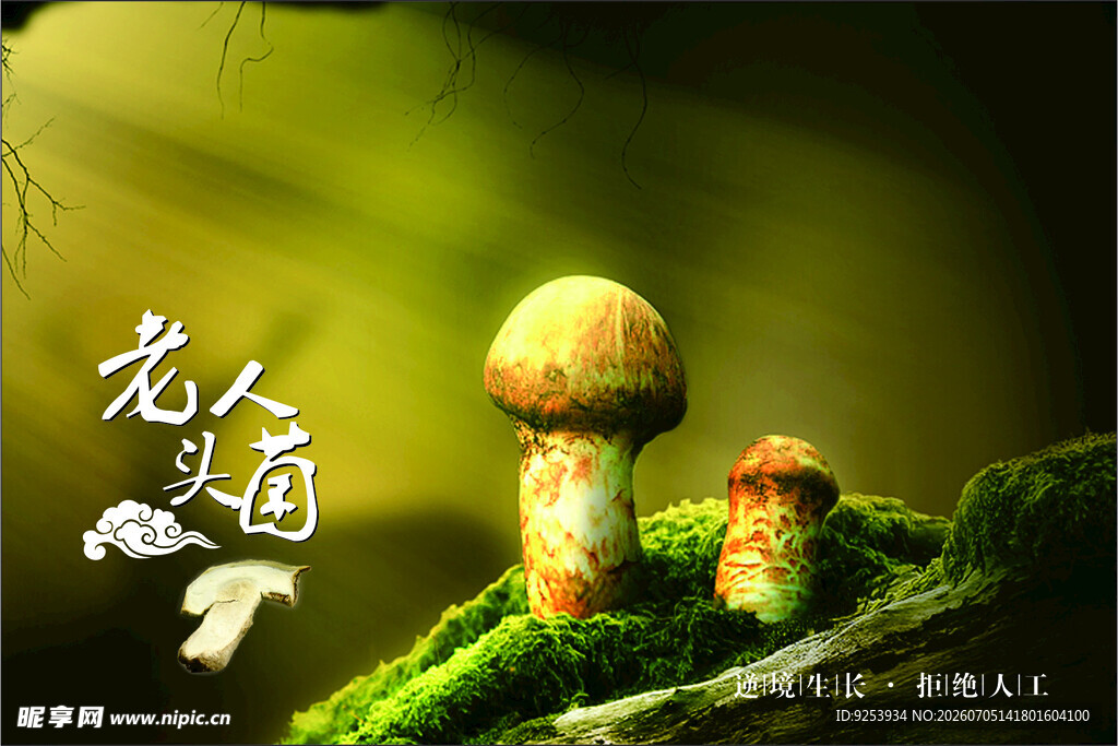 老人头菌