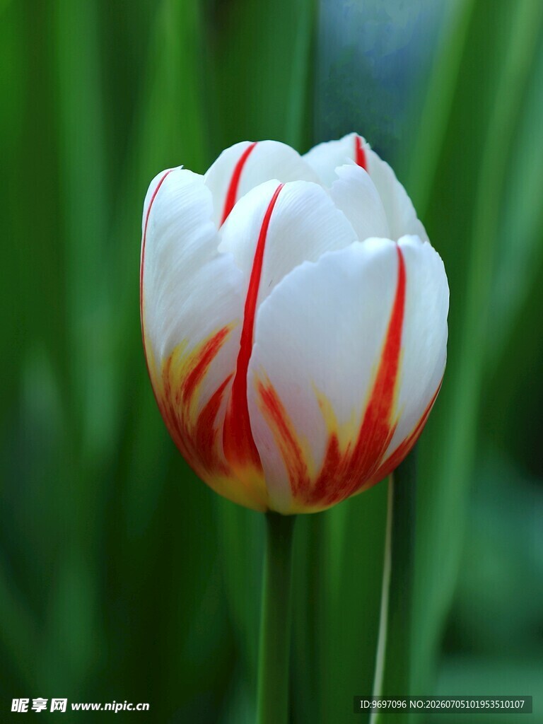 郁金香