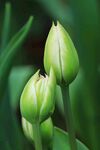 郁金香花苞