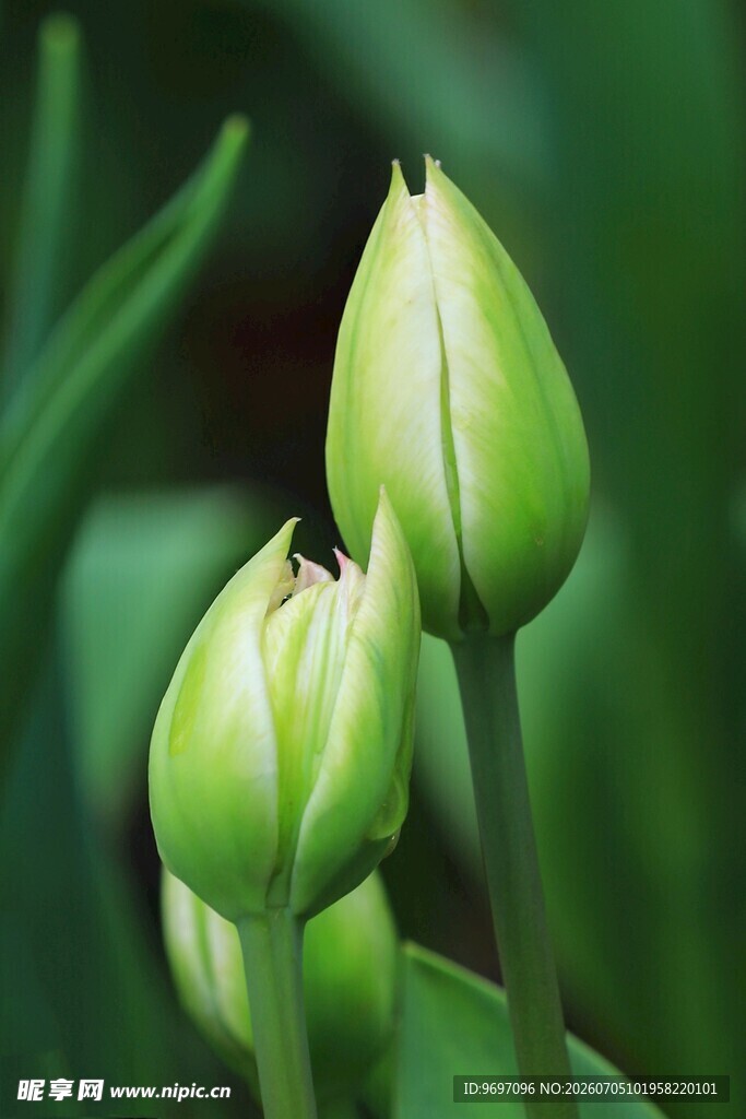 郁金香花苞