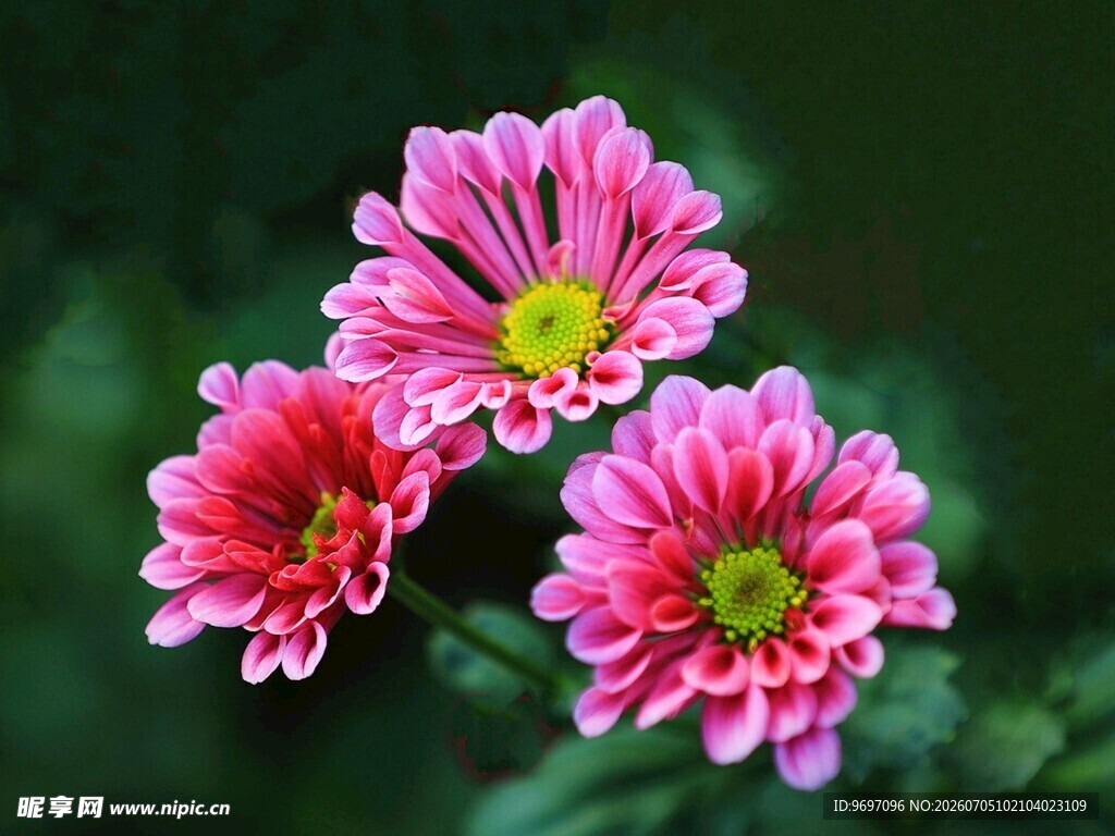 贝壳菊
