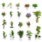 盆栽植物免扣
