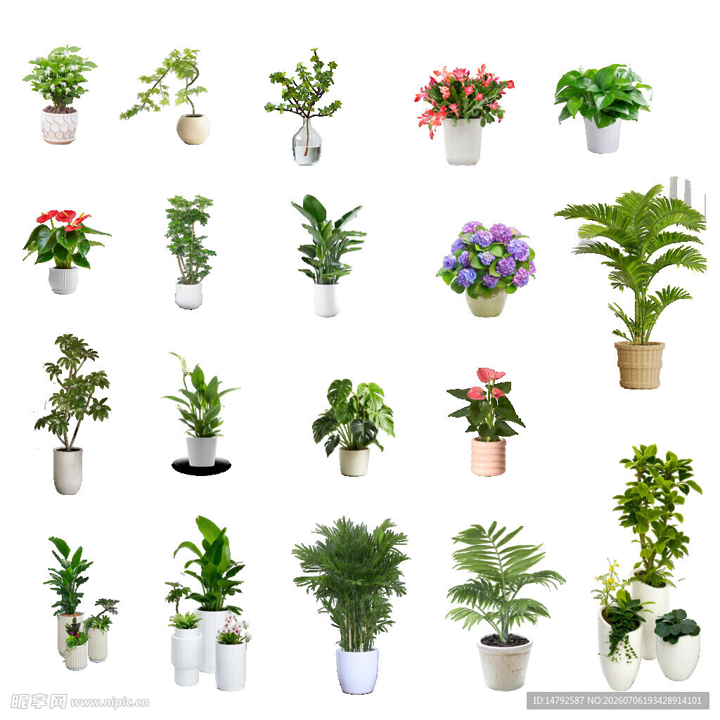 盆栽植物免扣