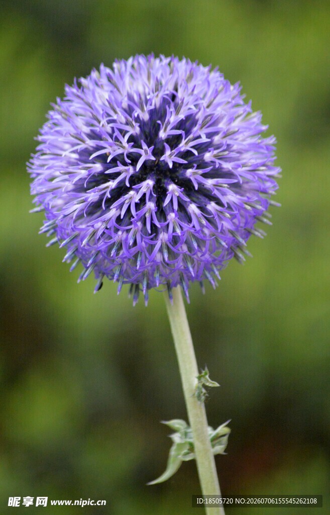 紫色球状花朵特写
