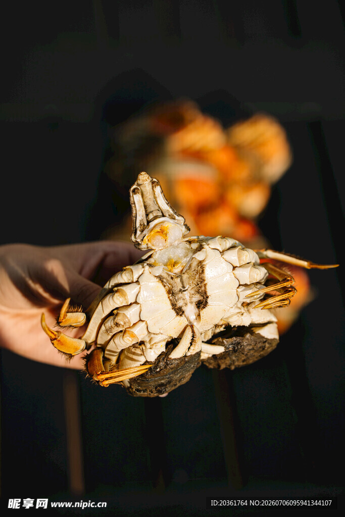 手中鲜活螃蟹