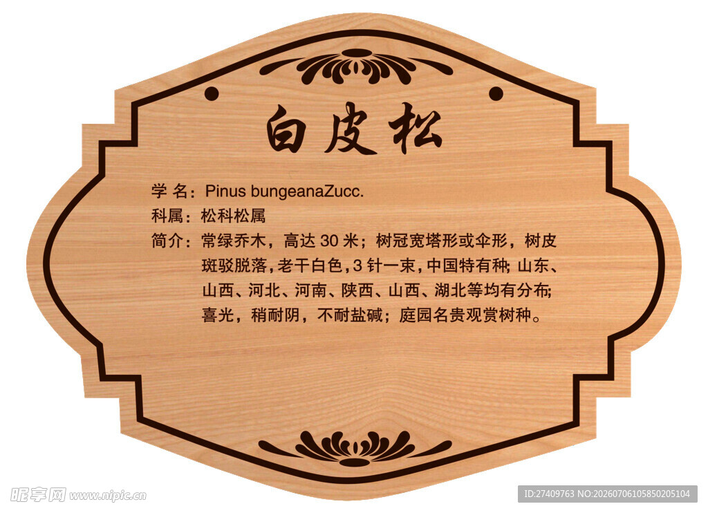 白皮松树牌