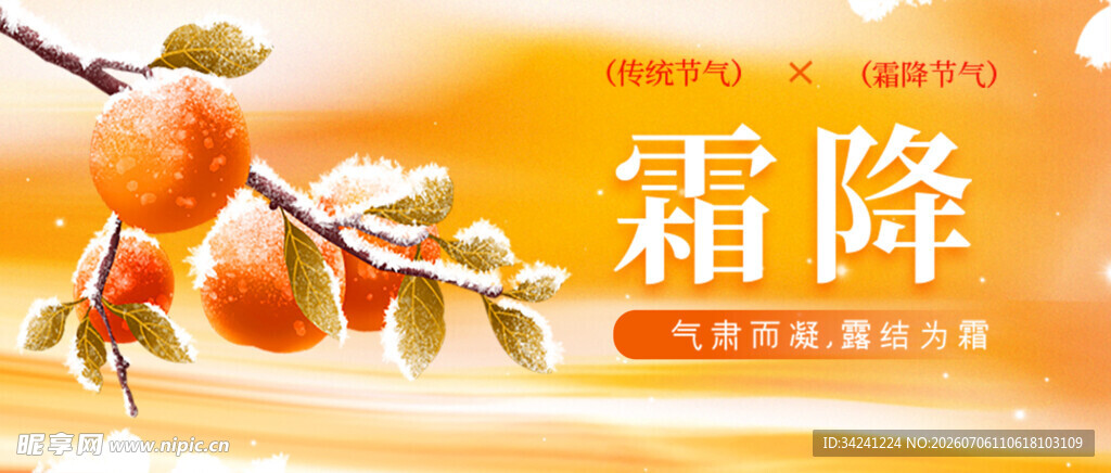 霜降时节柿子挂枝景象