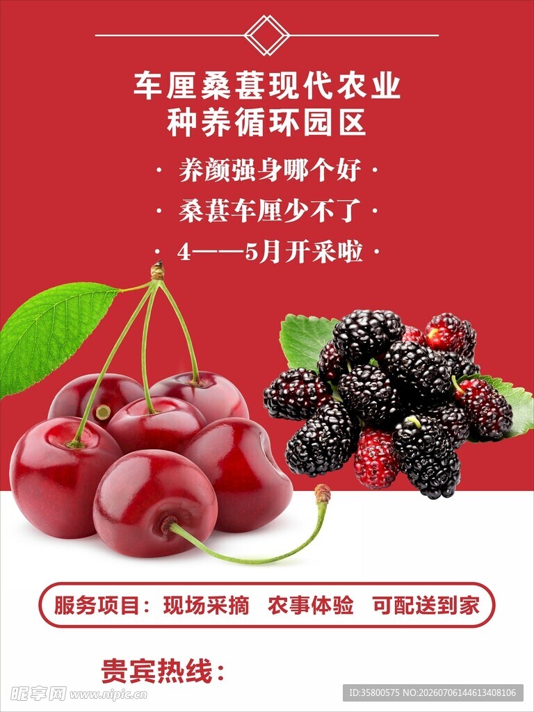 新鲜樱桃桑葚优惠促销