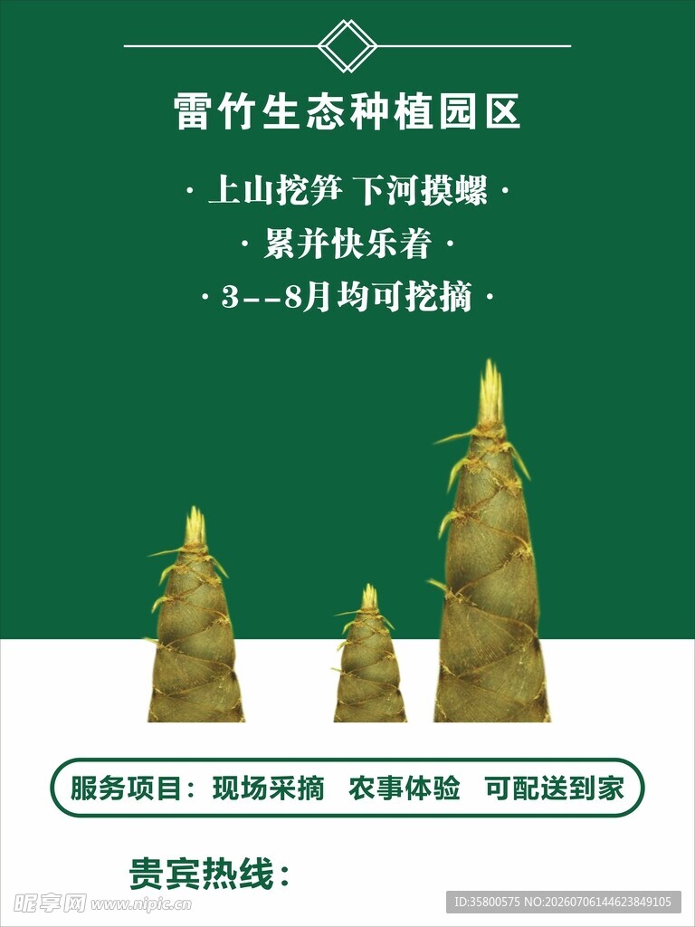 青竹生态种植区竹苗出售