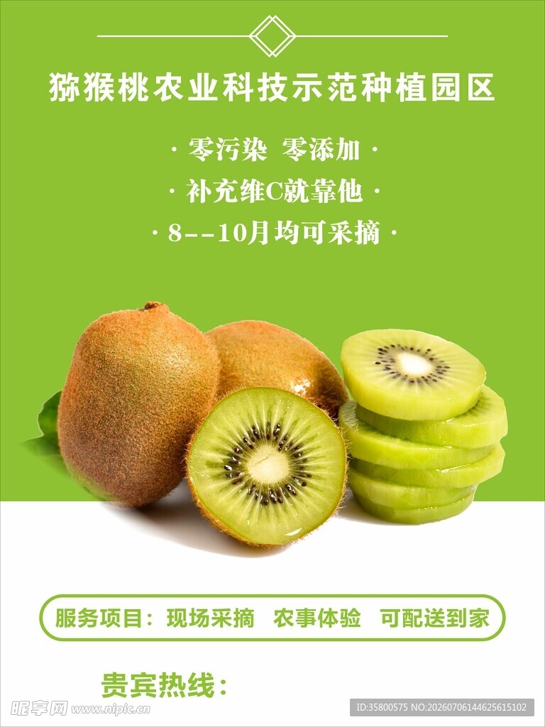 猕猴桃种植园优质果展示