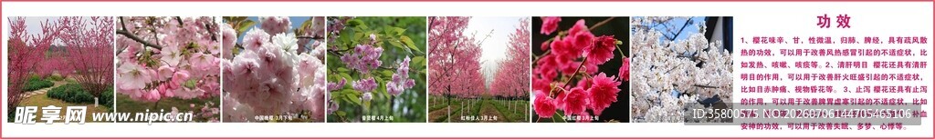 多彩花卉图案展示