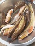盆中多样鲜鱼待烹饪