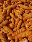 饱满诱人的玉米棒