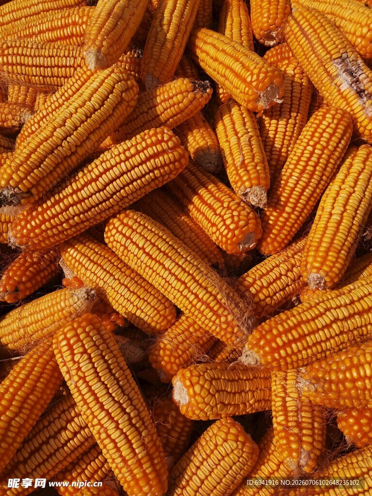 饱满金黄玉米堆